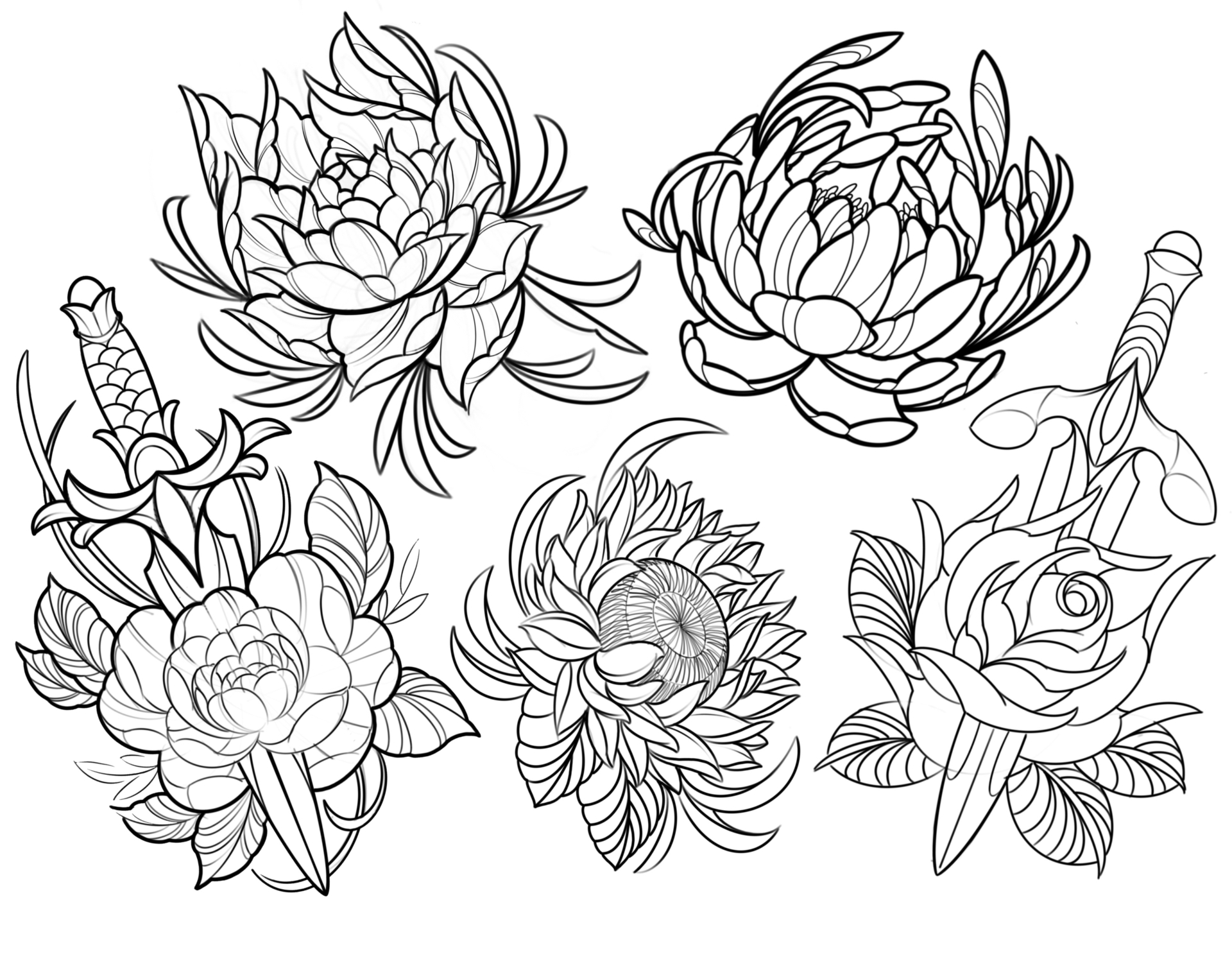 Chrysanthemum Study